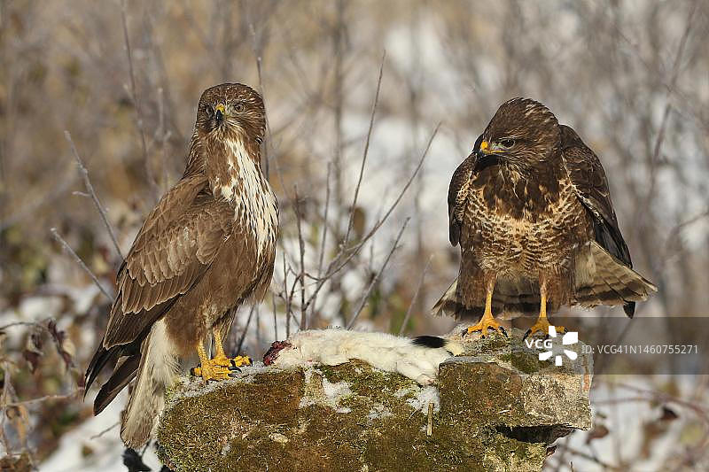 普通鵟成鸟与白鼬，德国巴伐利亚阿尔高图片素材