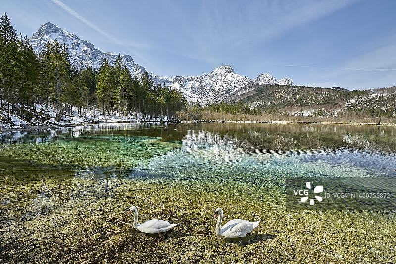 奥地利阿尔姆湖与天鹅图片素材