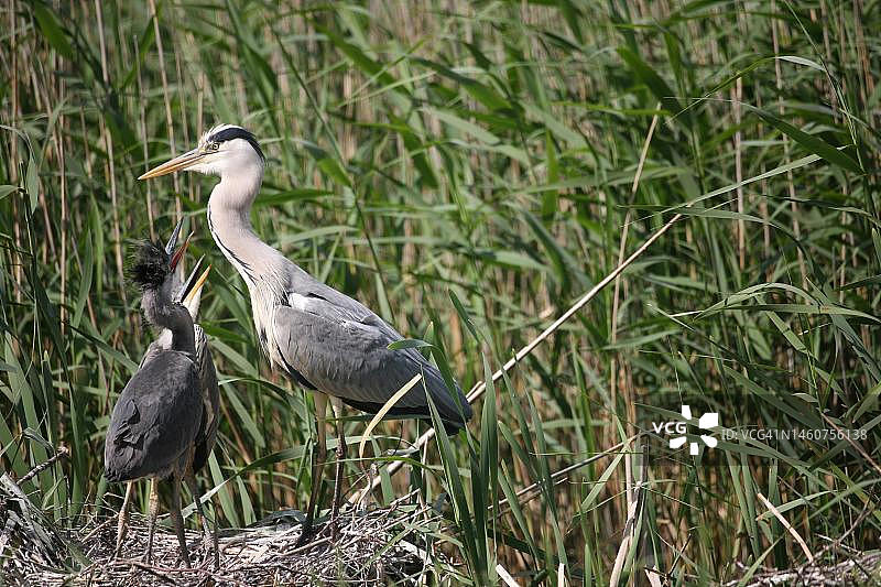 德国梅克伦堡-前波美拉尼亚：芦苇地巢穴中与幼鸟在一起的苍鹭（Ardea cinerea）图片素材