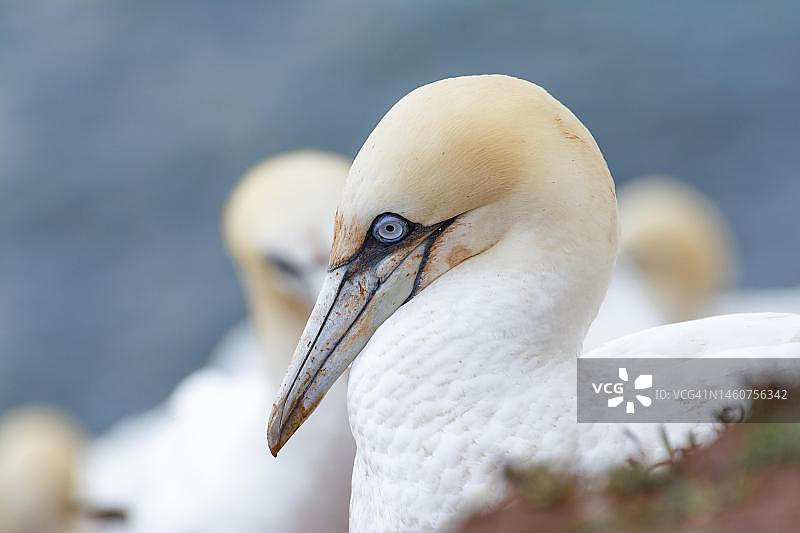 北方塘鹅(Morus bassanus),黑尔戈兰岛,北海,石勒苏益格-荷尔斯泰因州,德国图片素材