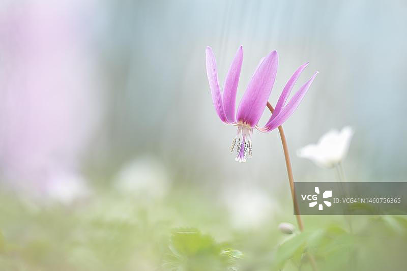 奥地利施蒂利亚的 Erythronium dens-canis 花朵图片素材