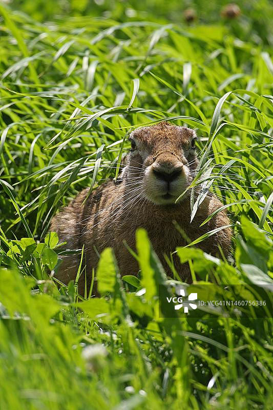 德国巴伐利亚州草地上的欧洲野兔图片素材
