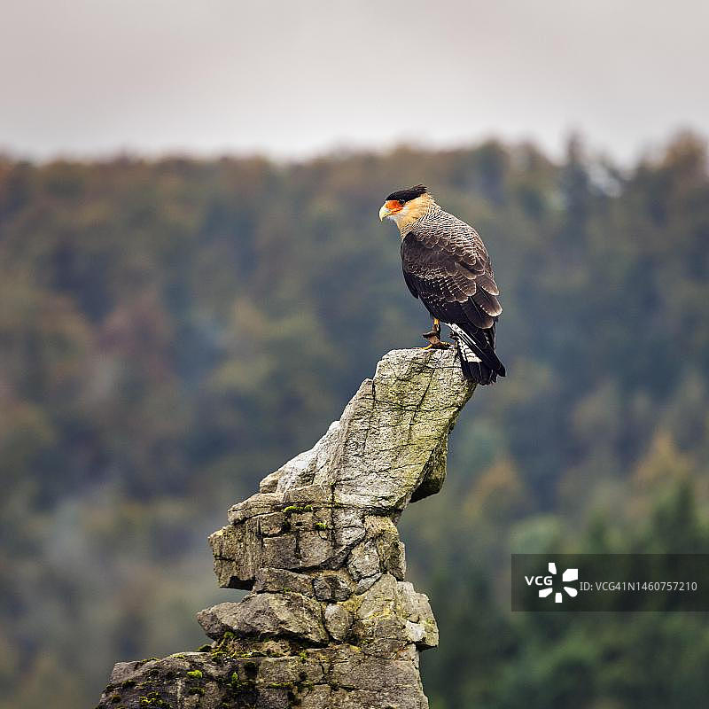 在岩石上的南方凤头卡拉鹰（Caracara plancus），圈养，德国北莱茵-威斯特法伦州代特莫尔德阿德勒瓦特鸟类公园图片素材