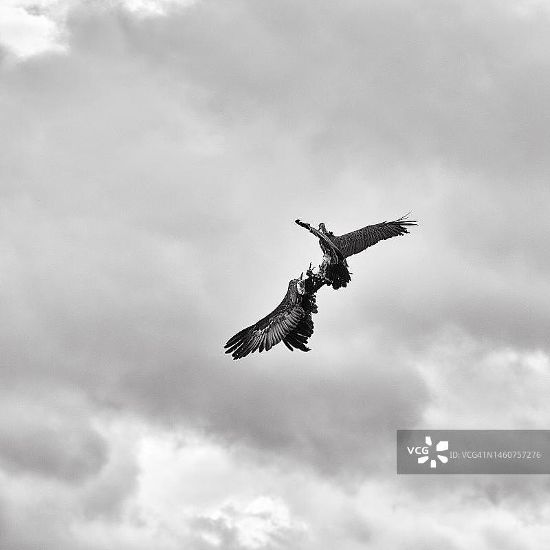 在多云的天空中飞翔的两只白背兀鹫，圈养，黑白照片，德国北莱茵-威斯特法伦州代特莫尔德，贝勒贝克飞禽公园图片素材
