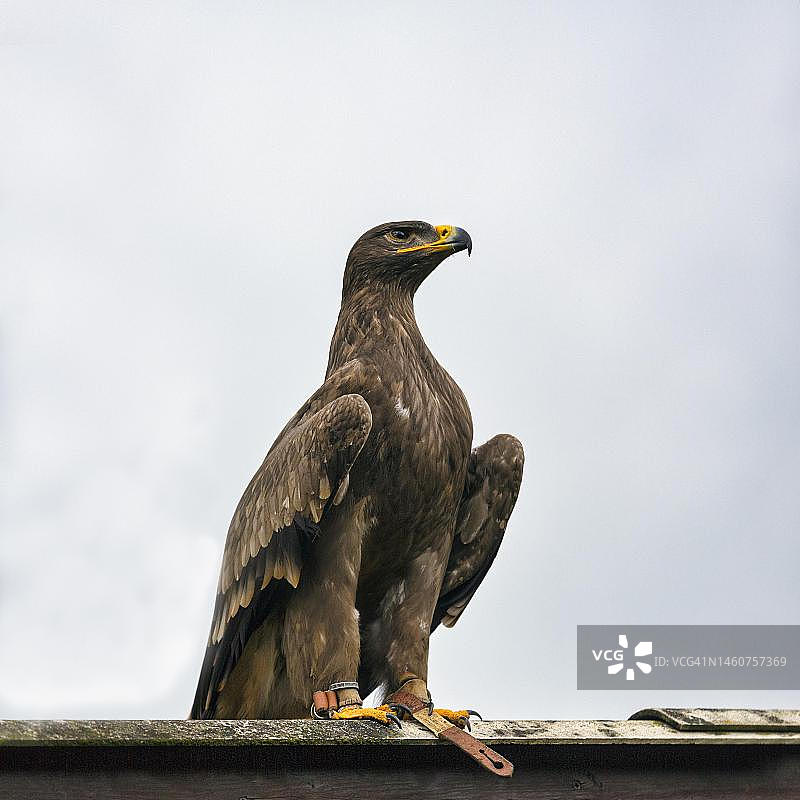 金雕在屋顶上，人工饲养，德国图片素材