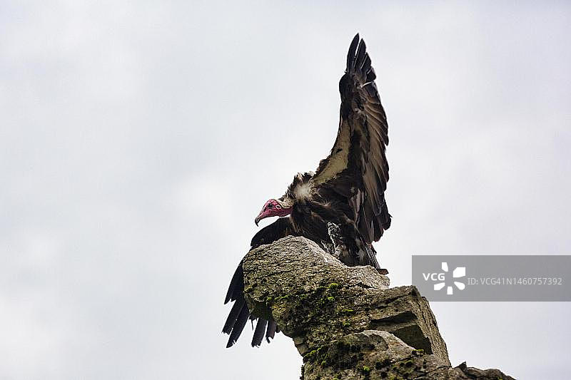 岩石上的棕榈兀鹫（笼养），德国北莱茵-威斯特法伦州图片素材