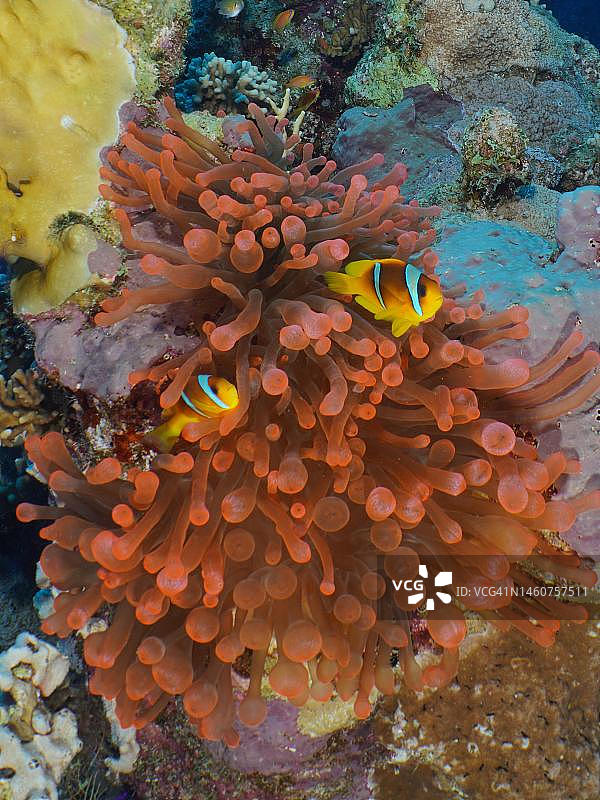 两条双带小丑鱼栖息在荧光奶嘴海葵中，位于埃及西奈半岛蒂朗海峡潜水点，红海图片素材