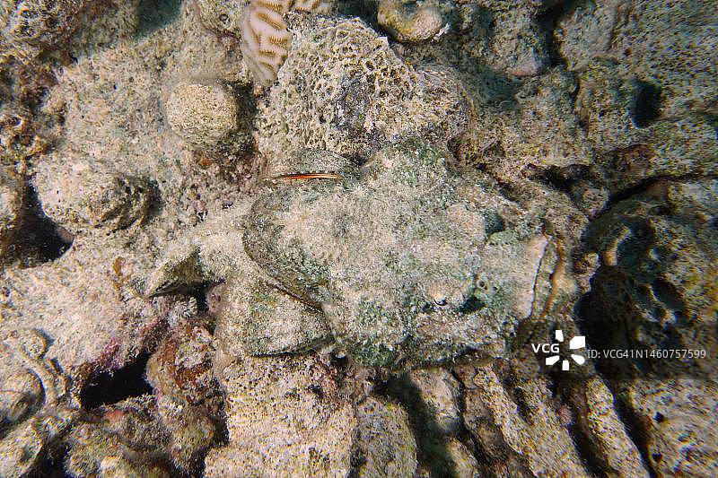 伪装良好的魔鬼蓑鲉，位于埃及红海西奈半岛Dunraven沉船潜水点图片素材