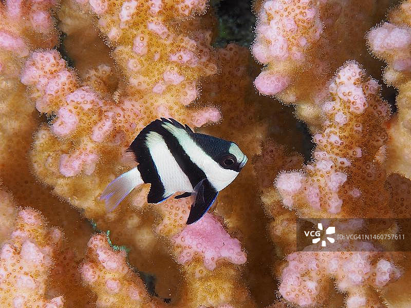 红海白尾姬鱼与鹿角珊瑚礁（埃及，库赛尔）图片素材