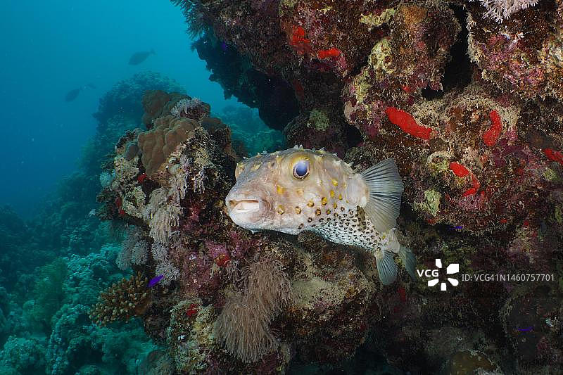 点基刺豚，红海埃尔库塞尔红树林湾图片素材
