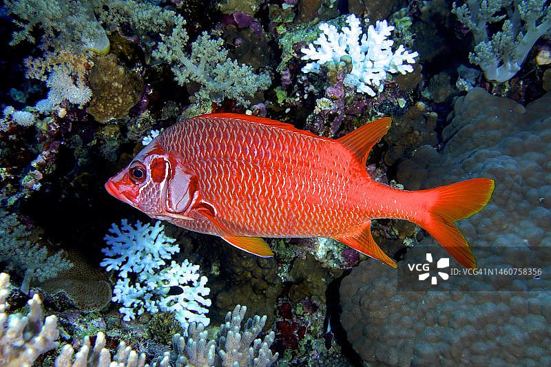 军刀松球鱼，位于埃及红海代达罗斯礁潜水点图片素材