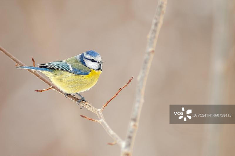 法国阿尔萨斯树枝上的蓝山雀图片素材
