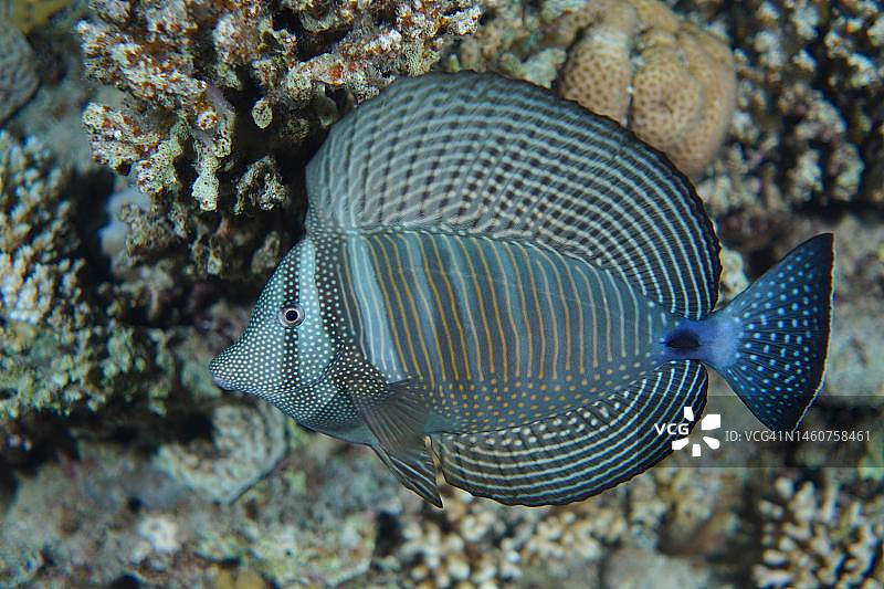 印度代氏帆鳍(Zebrasoma desjardinii)帆鳍医生展示他的鳍。潜水地点：蒂朗海峡，埃及西奈半岛，红海图片素材
