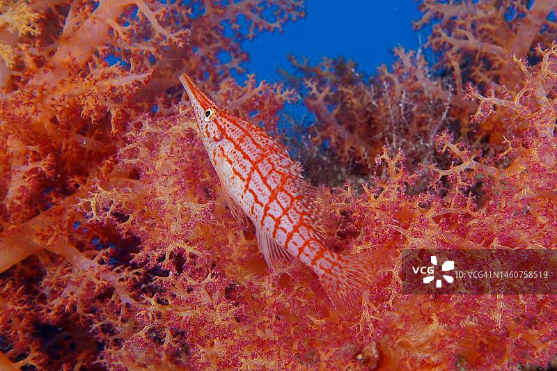 尖嘴格，栖息于红海埃及西奈半岛的软珊瑚中图片素材