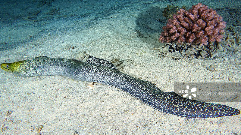 夜晚自由游动的波纹裸胸鳝，位于埃及西奈提朗海峡戈登礁潜水点，红海图片素材