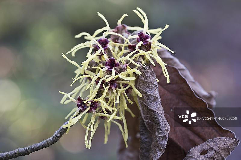 金缕梅（Hamamelis mollis Pallida），埃姆斯兰，下萨克森州，德国图片素材