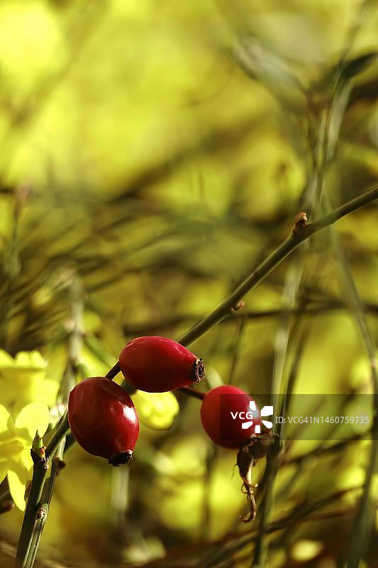 德国玫瑰果和冬季茉莉图片素材