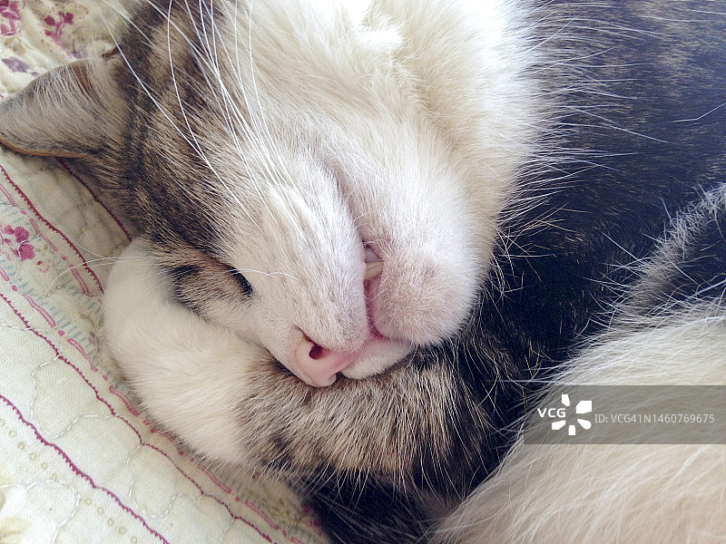 灰色小猫粉色鼻子特写，睡在垫子上用爪子抱着自己图片素材