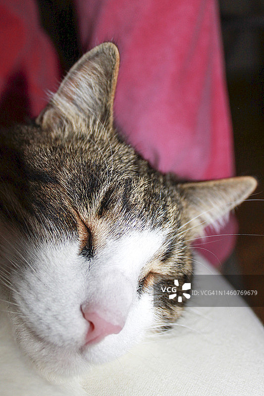 可爱的棕白色虎斑猫头部特写，粉色鼻子，闭着眼睛睡在枕头上图片素材