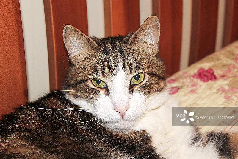 家养虎斑灰白猫放松地躺在床上看着镜头图片素材