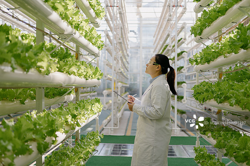 工程师们正在检查无土蔬菜温室图片素材