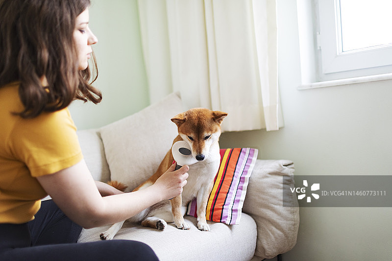 年轻女人给她的狗梳毛图片素材