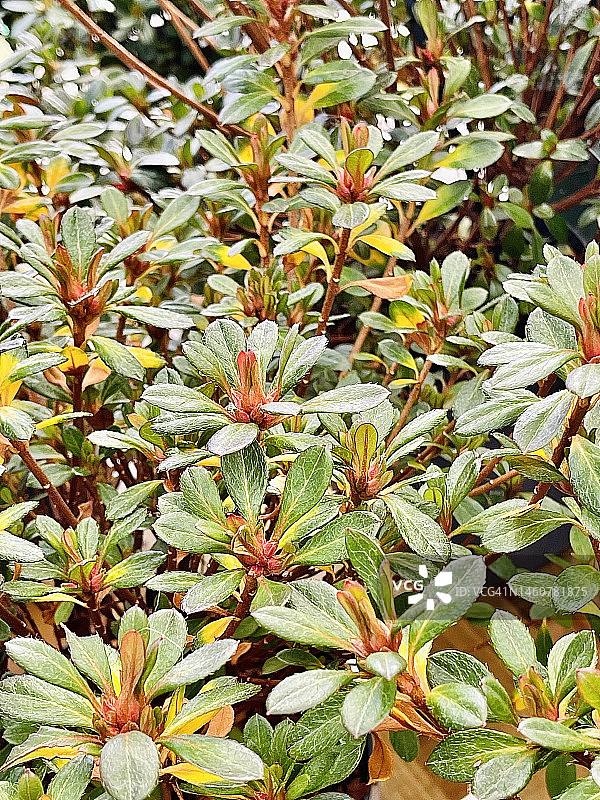 特写镜头下的常绿杜鹃（Rhododendron  indicum）植物图片素材