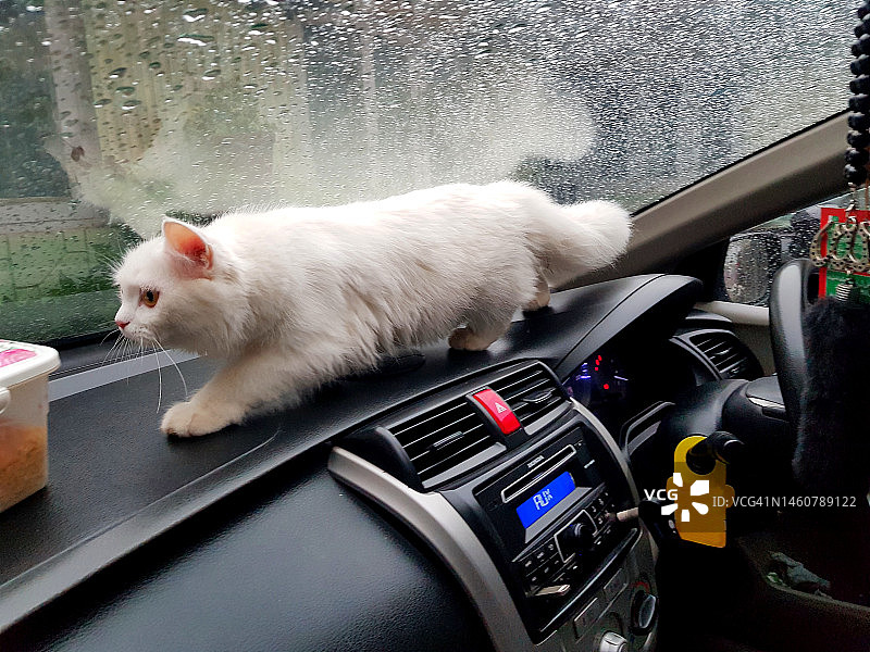 土耳其安哥拉猫图片素材