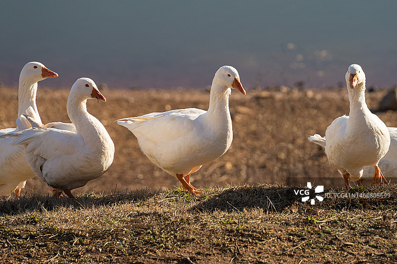 水边的白色埃姆登鹅图片素材