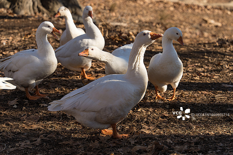 白色埃姆登鹅图片素材