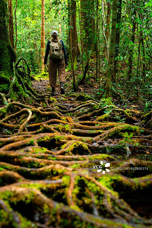 游客在婆罗洲的森林里探险图片素材