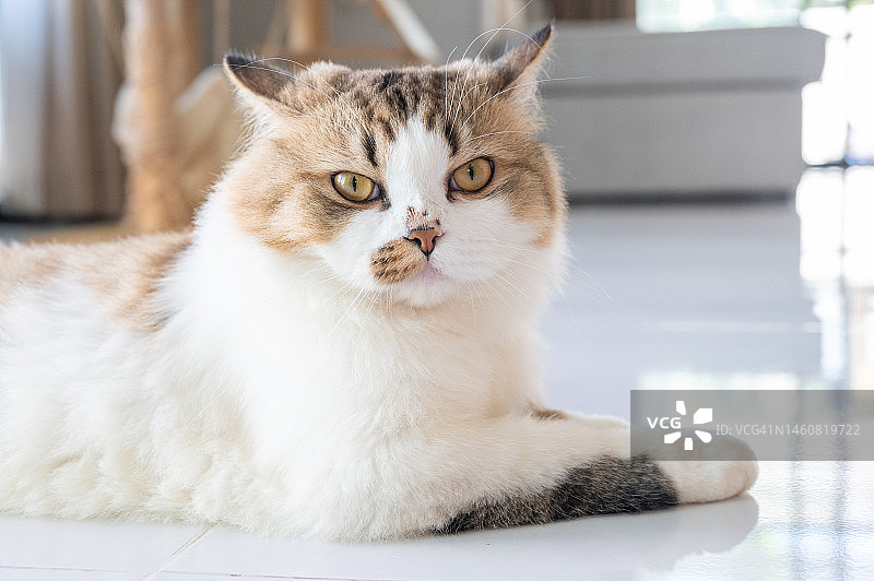 波斯混血猫图片素材