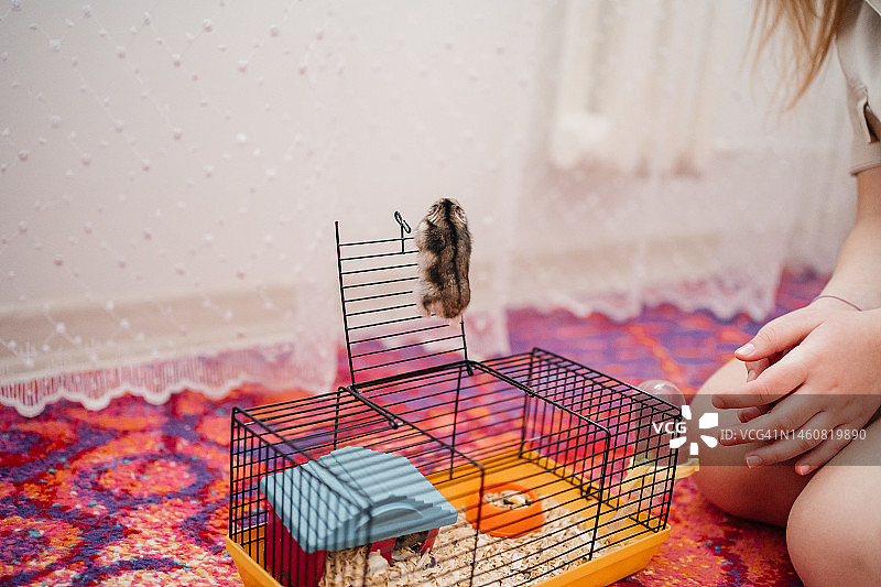女孩将仓鼠从笼子里放出来图片素材