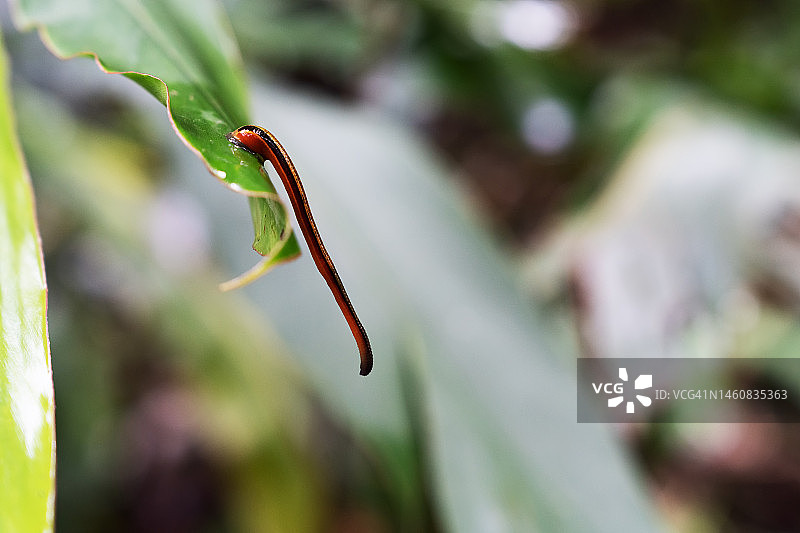 达南谷热带雨林中的虎纹水蛭特写图片素材