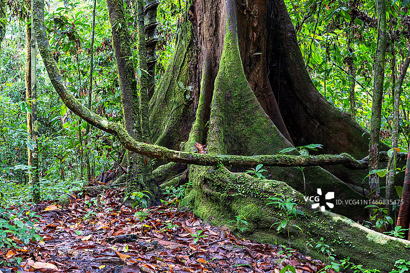 龙脑香科植物在达南谷低地雨林中的支撑根图片素材