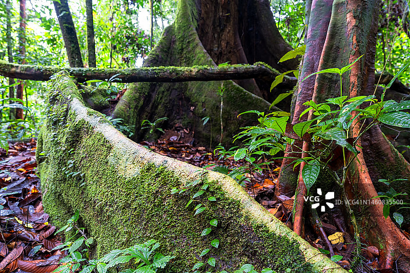 龙脑香科，美人蕉（龙脑香科）支撑根在低地雨林达南谷特写图片素材