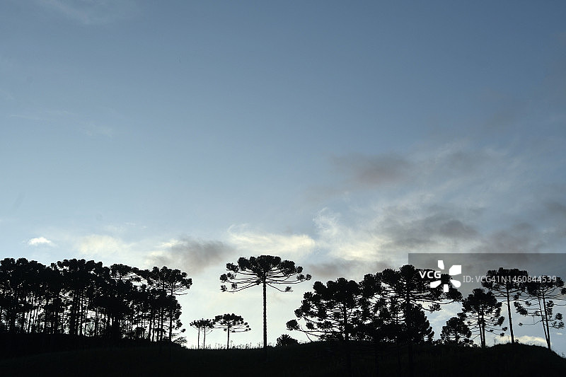 日落时分的针叶树（南洋杉）景观图片素材