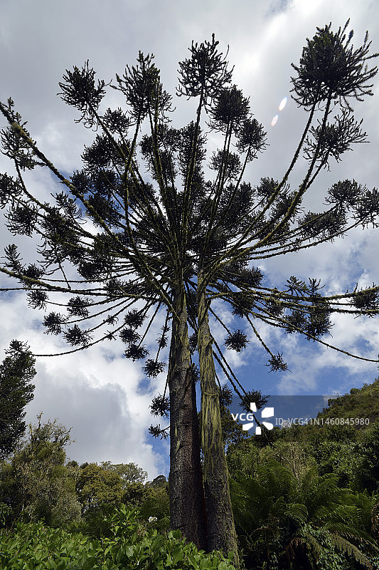 针叶树（南洋杉）图片素材