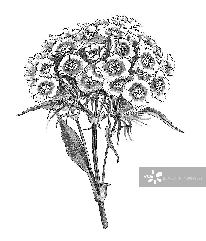 老式彩色石印植物插图：须苞石竹图片素材