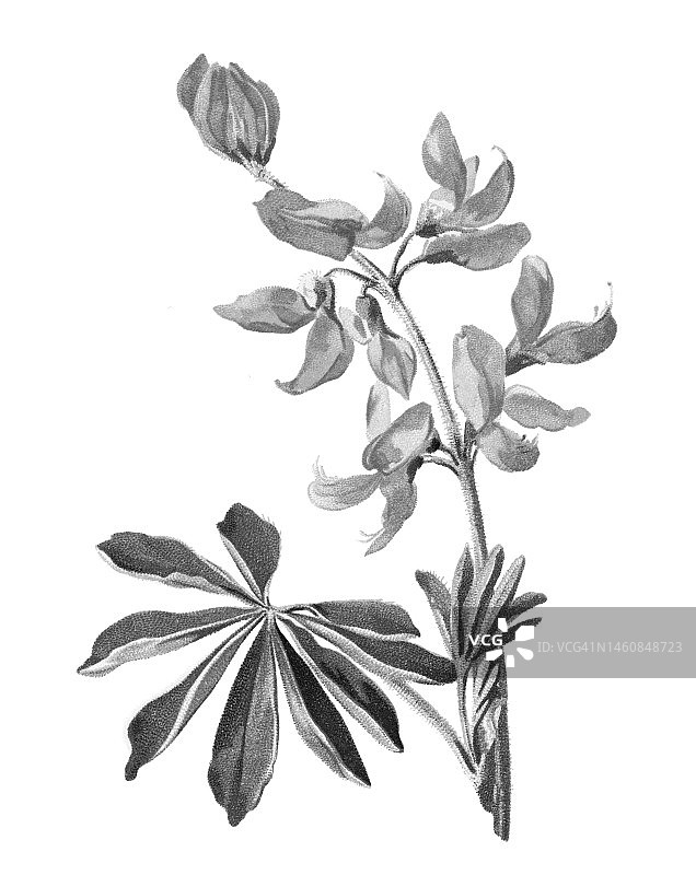 植物学：蓝色羽扇豆古老彩色石印插图图片素材