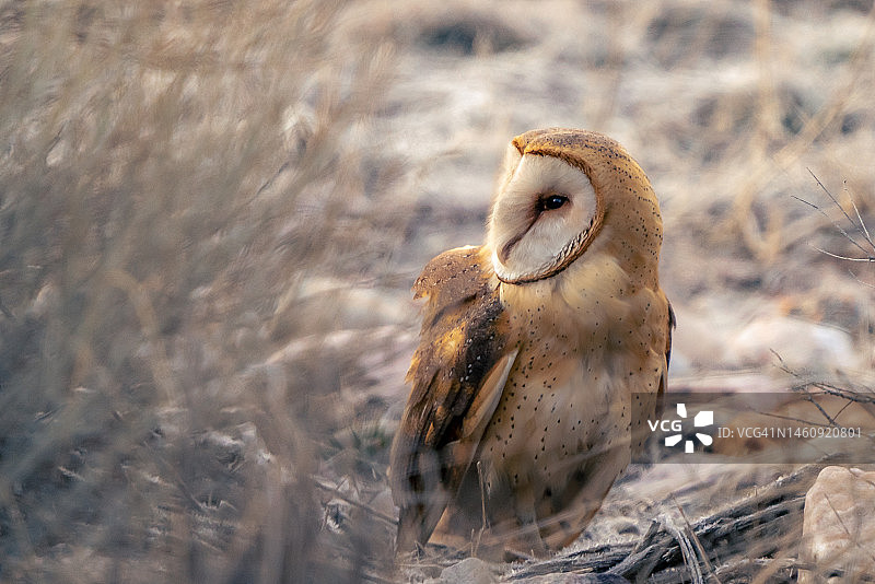 休息的谷仓猫头鹰图片素材