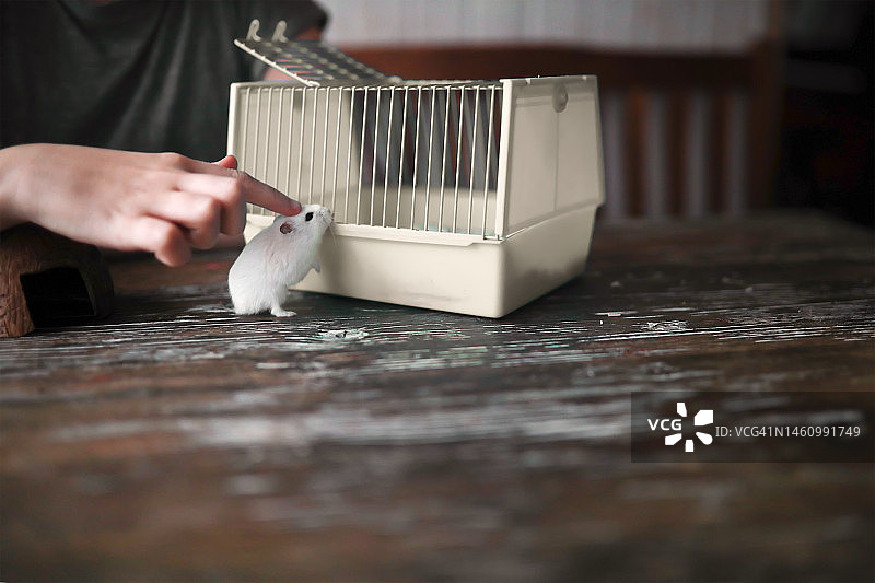 仓鼠在木桌上的笼子周围跑动，孩子们触摸宠物仓鼠图片素材