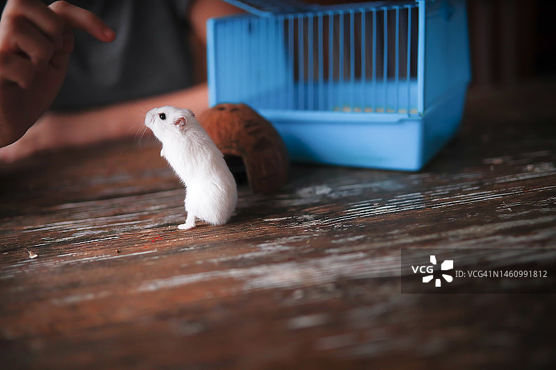 家中木桌上的可爱短尾仓鼠图片素材