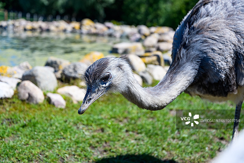 动物园里的鸵鸟图片素材