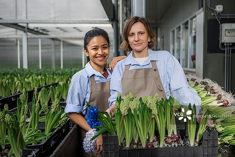 两名工厂工人在风信子鲜花生产线上工作图片素材