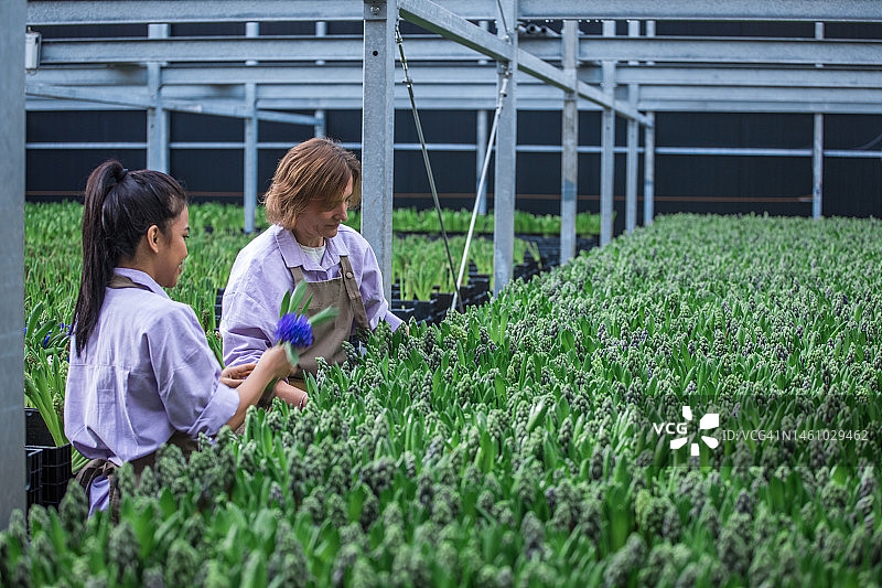 两名工厂工人在风信子鲜花生产线上工作图片素材