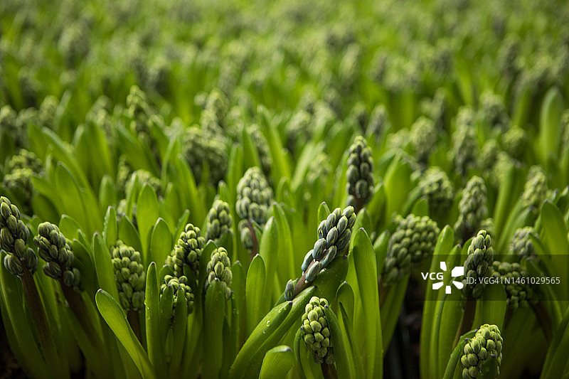 荷兰一家正在运营的风信子温室内部图片素材