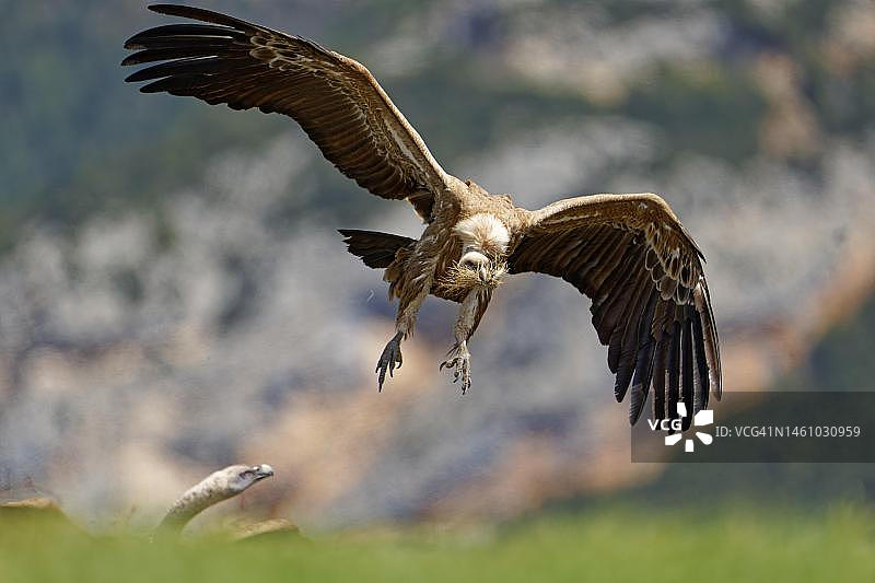 西班牙加泰罗尼亚比利牛斯山脉的兀鹫图片素材