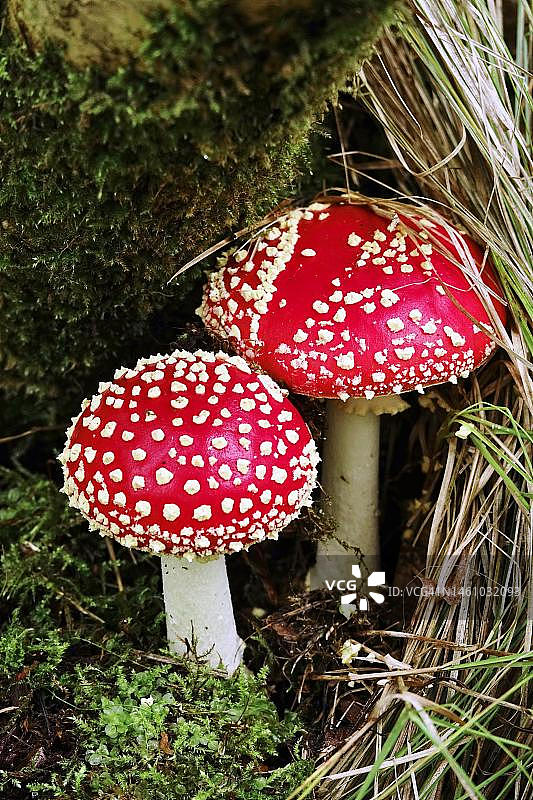 德国萨克森州森林中秋天的童话毒菌（毒蝇伞）图片素材