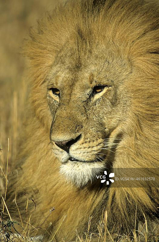 狮子（肯尼亚马赛马拉）图片素材
